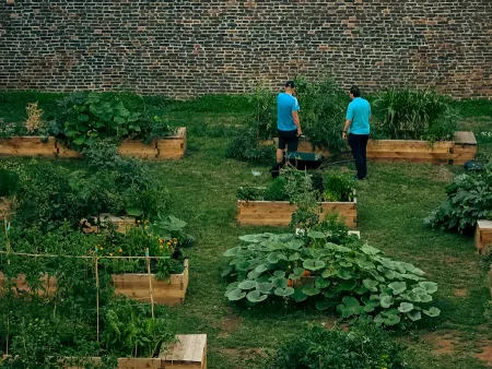Two volunteers tending raised beds in a community garden