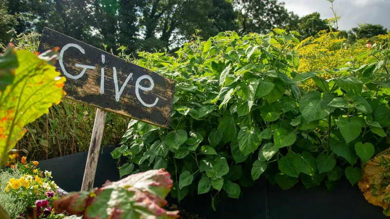 A hand-lettered “Give” sign among the plants of a garden